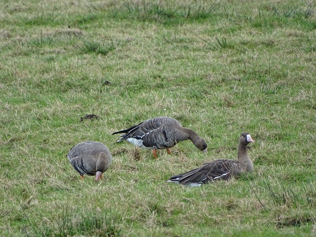 总会导致双 总会导致双