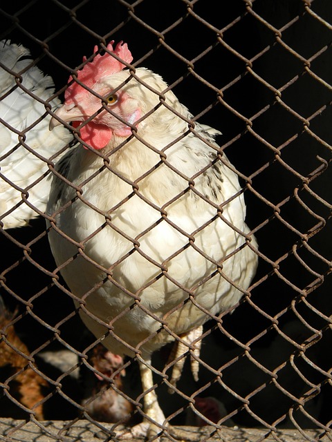 山东泰山队 山东泰山队